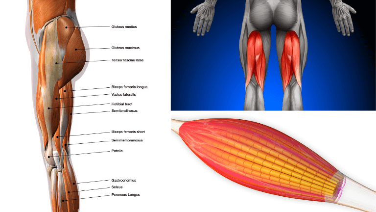 下半身の筋肉の分布図